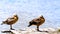 A couple duck on the wood bridge near liver on sunny day