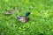 Couple of ducks. Female duck and male drake in green grass. Waterfowl feed in the summer in the field among the greenery