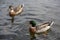 Couple ducks swimming on the water.