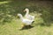 Couple of ducks are walking on the grass. Two duck in livestock farm