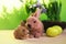 Couple Easter bunny toys and eggs