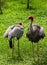 Couple Eastern Sarus Crane