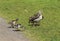 couple Egyptian goose (Alopochen aegyptiaca) with their young chicks eating grass