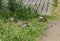 couple Egyptian goose (Alopochen aegyptiaca) with their young chicks eating grass