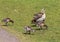 couple Egyptian goose (Alopochen aegyptiaca) with their young chicks eating grass