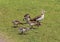 couple Egyptian goose (Alopochen aegyptiaca) with their young chicks eating grass