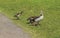 couple Egyptian goose (Alopochen aegyptiaca) with their young chicks eating grass