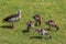 couple Egyptian goose (Alopochen aegyptiaca) with their young chicks eating grass