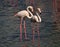 Couple of Elegant Flamingos with white pink plumage and thin pink legs