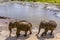 A couple of elephants leave the Maha Oya river after bathing at Pinnawala, Sri Lanka, Asia