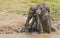 Couple elephants in mud.