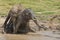 Couple elephants in mud.