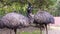 Couple of emus together in closeup, popular flightless bird specie from Australia