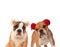 Couple of english bulldogs wearing furry earmuffs