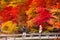 Couple enjoying a beautiful autmn park