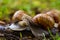 Couple of escargot snails kissing.