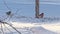 Couple of Eurasian bullfinches (Pyrrhula pyrrhula) with abundance of sunflower seeds