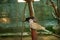 Couple Eurasian Collared Doves birds in a zoo