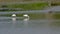 Couple of eurasian spoonbills foraging in a pool in the marsh