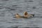 A couple of Eurasian Wigeons swimming