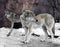 Couple of Eurasian wolves Canis lupus lupus in early spring. Focus on head