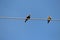 Couple of eurasin nuthatch birds perches on a electrical wire in my village. They looks like blue jay birds with black eye stripes