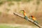 Couple of European Bee-eaters (Merops apiaster)