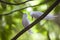 A couple of fairy terns on the branch