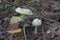 Couple of the False Deathcap mushrooms in the spring forest