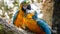 Couple or family family of colorful macaw parrots kissing or feeding each other in the zoo aviary