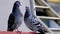 Couple, family Feral pigeons, Columba livia domestica, street pigeons sits on a metal structure, concept ornithology, birds of