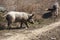 A couple, a family of wild boars freely walking on the outskirts of the industrial district of the city. Wild boar in the wild
