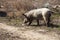 A couple, a family of wild boars freely walking on the outskirts of the industrial district of the city. Wild boar in the wild