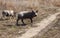 A couple, a family of wild boars freely walking on the outskirts of the industrial district of the city. Wild boar in the wild