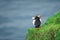 Couple of famous faroese birds - puffins