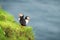 Couple of famous faroese birds - puffins