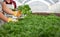 Couple of farmer is harvesting hydroponic vegetable in greenhouse