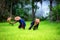 Couple farmer working on green rice field together