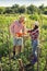 Couple farmers harvesting tomato