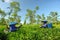 Couple female farmers harvesting tea leaves