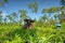 Couple female farmers harvesting tea leaves