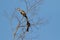 Couple of female and male Oriental pied hornbill bird rubbing it