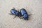 Couple female Siamese rhinoceros beetle on brown floor