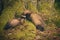 Couple of ferret babies exploring summer forest moss location