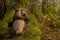 Couple of ferret babies exploring summer forest moss location