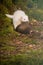 Couple of ferret babies exploring summer forest moss location