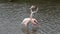 Couple of fighting flamingos, Camargue, France