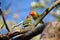 Couple of FishersÂ´s Lovebird Sitting on Branch Kissing