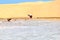 Couple flamingos flying desert dunes lake, Namibia, Africa