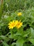 Couple Flower Surrounded By Leaf